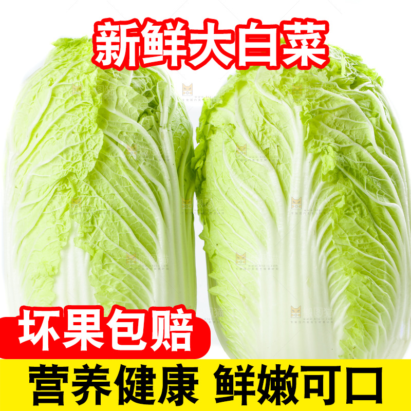 白底上的大白菜