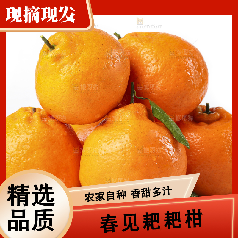 白底上放着春见桔橙