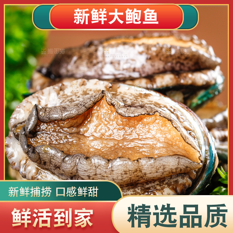 黑石板上的东山岛鲍鱼