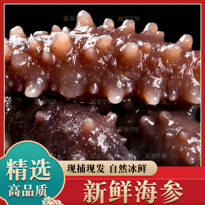 黑底上的刺参