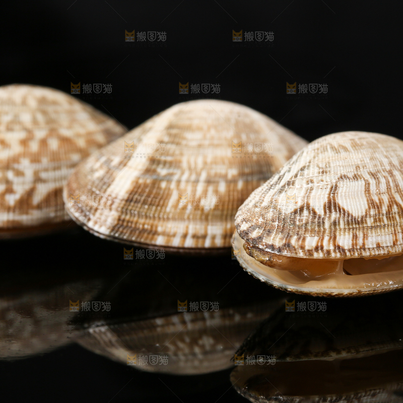 黑底上的蛤砺