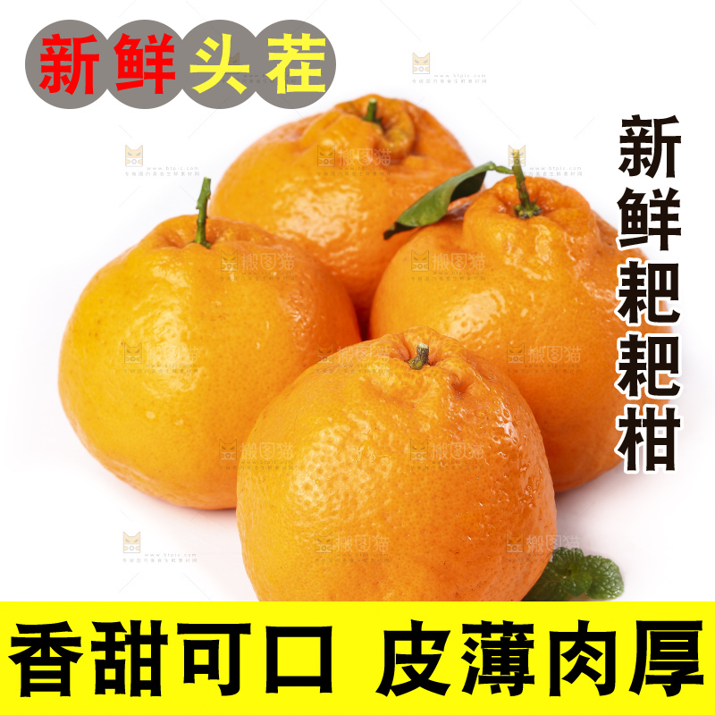 白底上放着春见桔橙