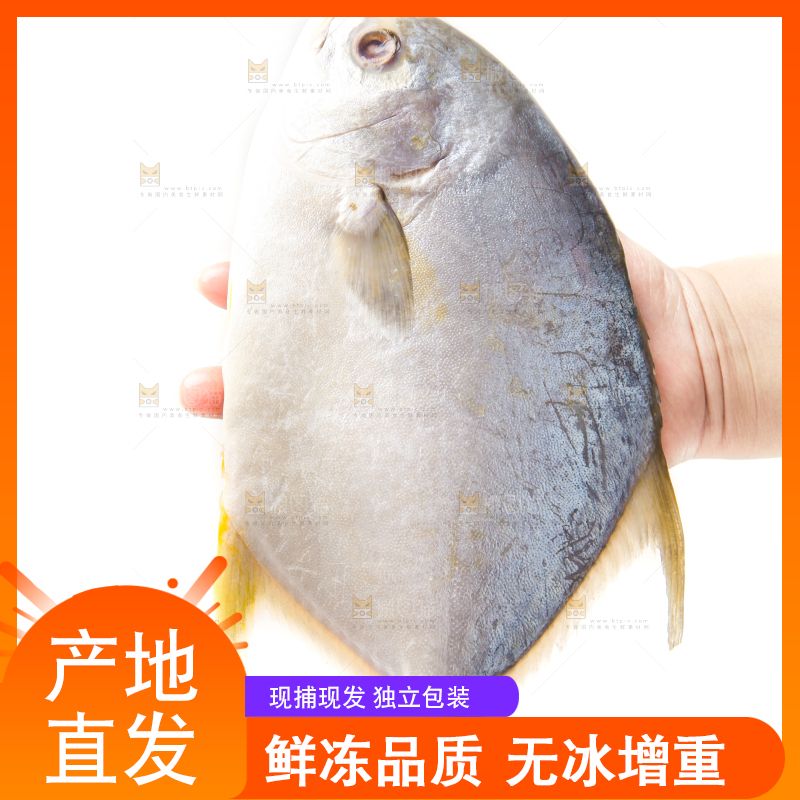 白底上放着野生金鲳鱼