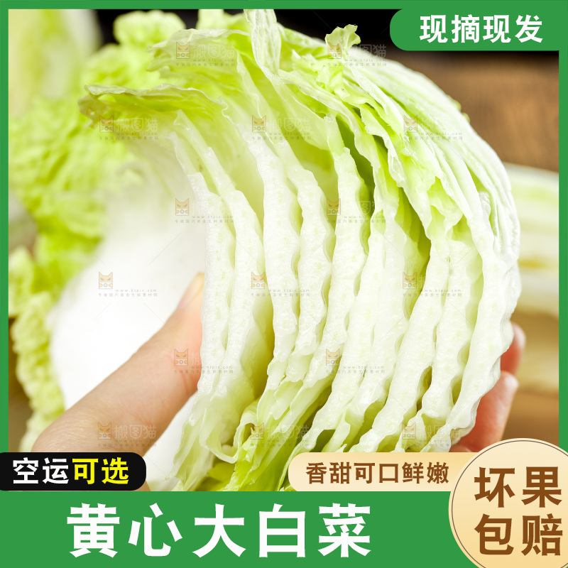 手拿切开的大白菜