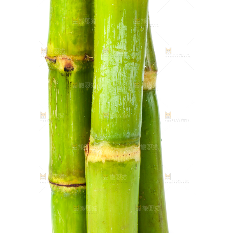 白底上的陶山青皮甘蔗