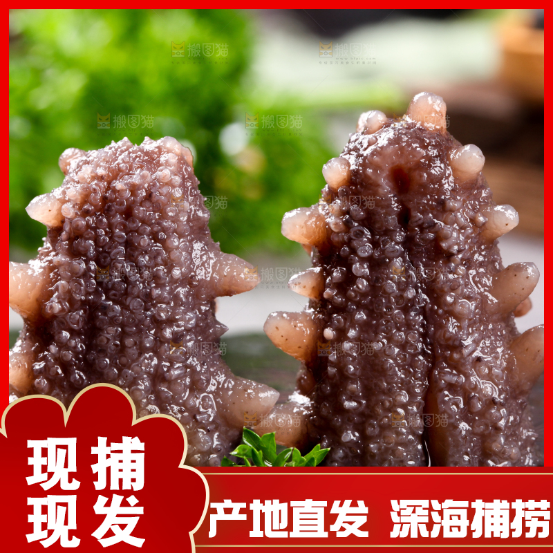 黑石板上的海参