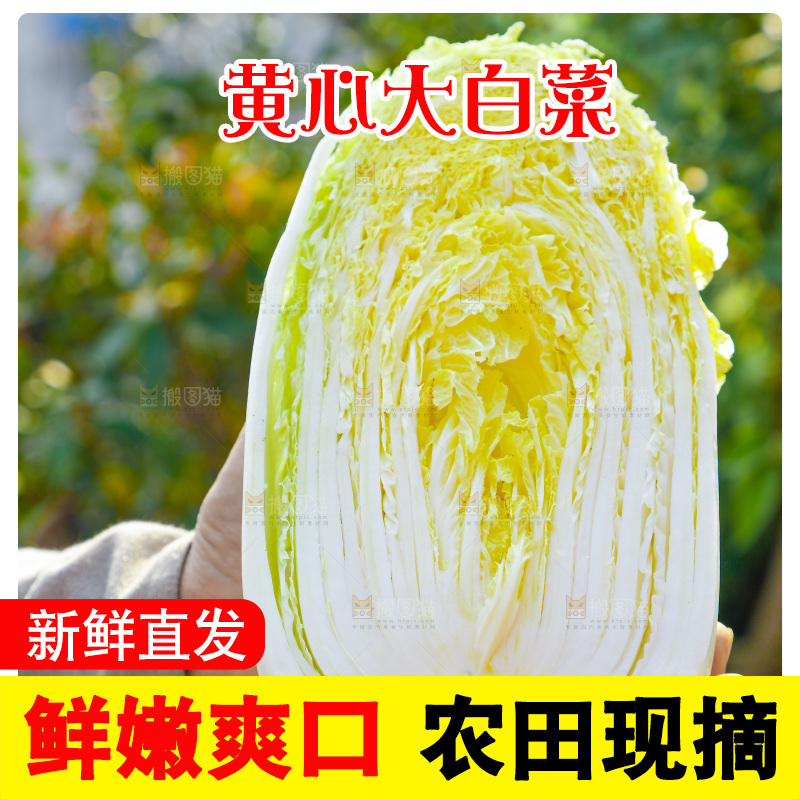 农民手拿大白菜