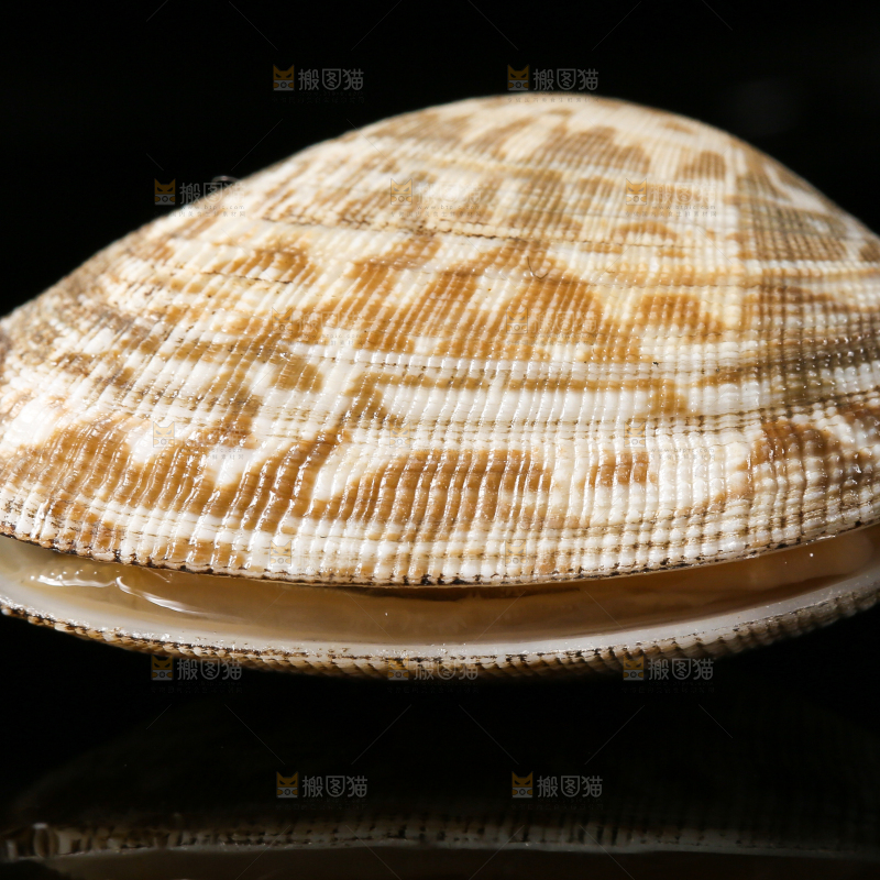 黑底上的蛤砺