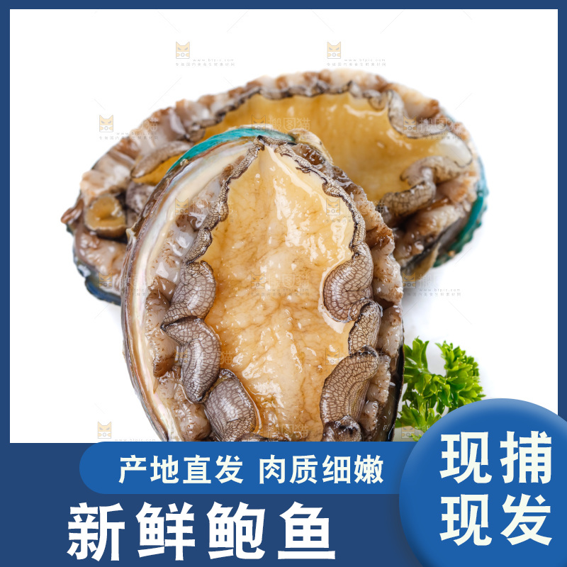 白底上的鲍鱼