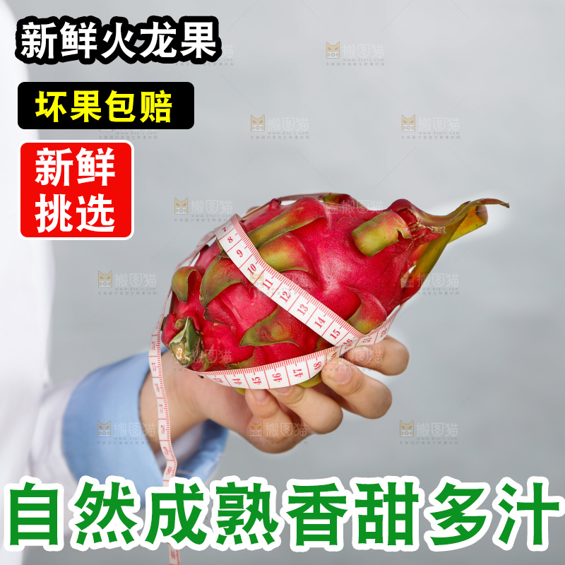 手里正在测量火龙果