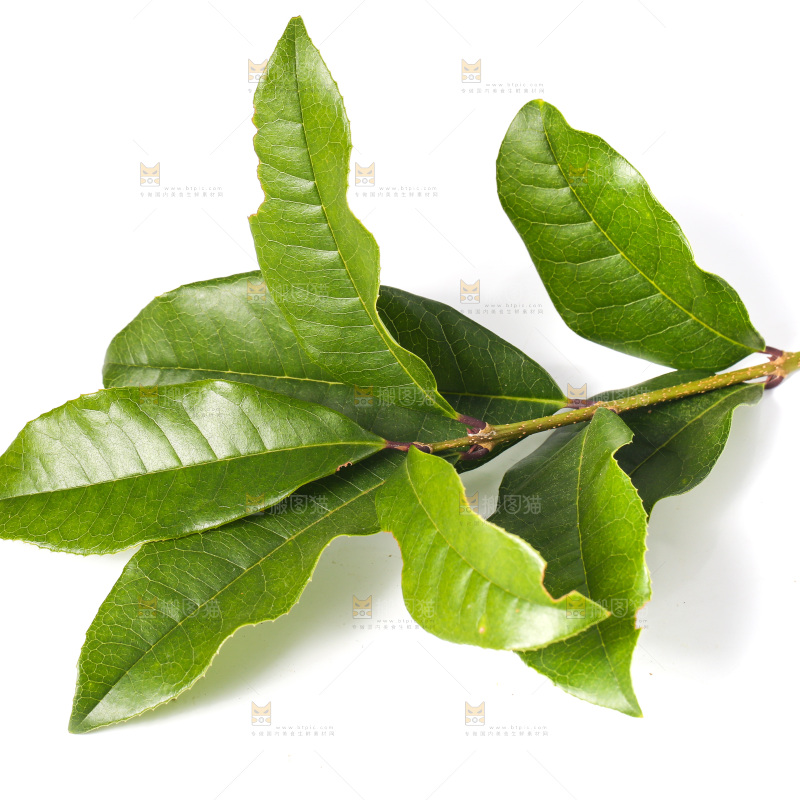 白底上的树叶