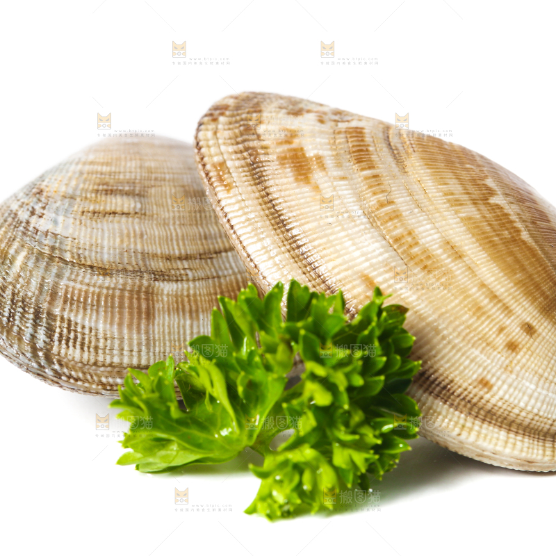 白底上的鲜活花甲