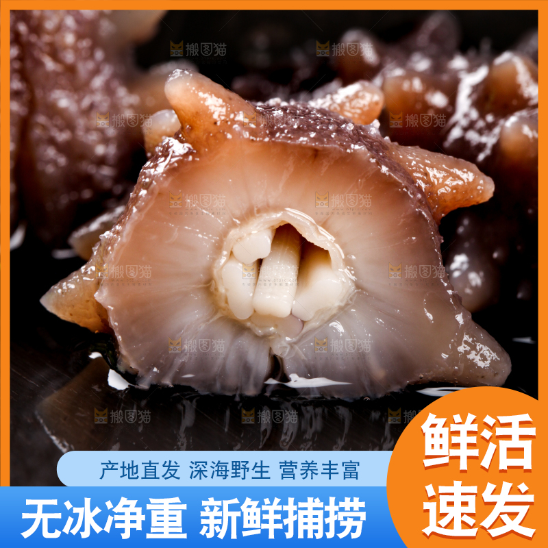 黑底上的海参