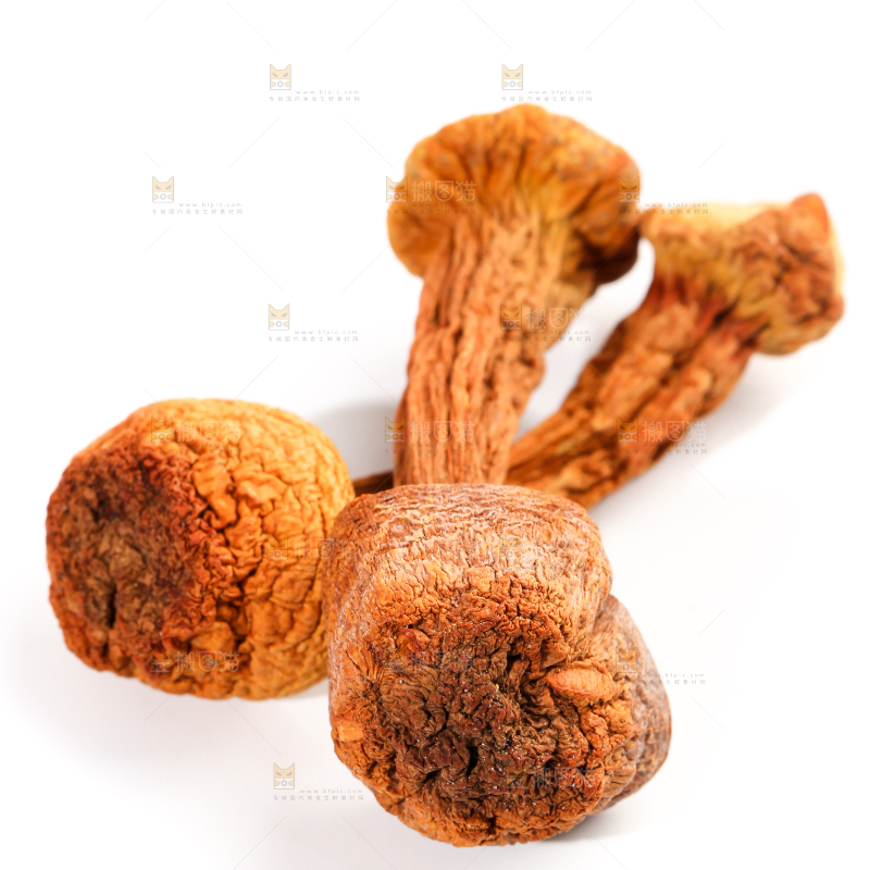 白底上的云南姬松茸
