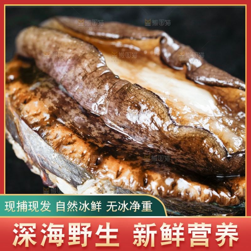 黑石板上的东山岛鲍鱼