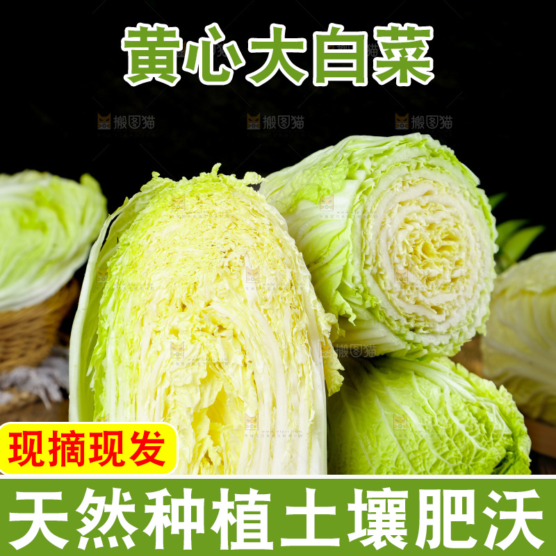 木底上放着切开的山东大白菜