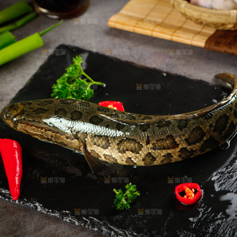 黑石板上的活黑鱼