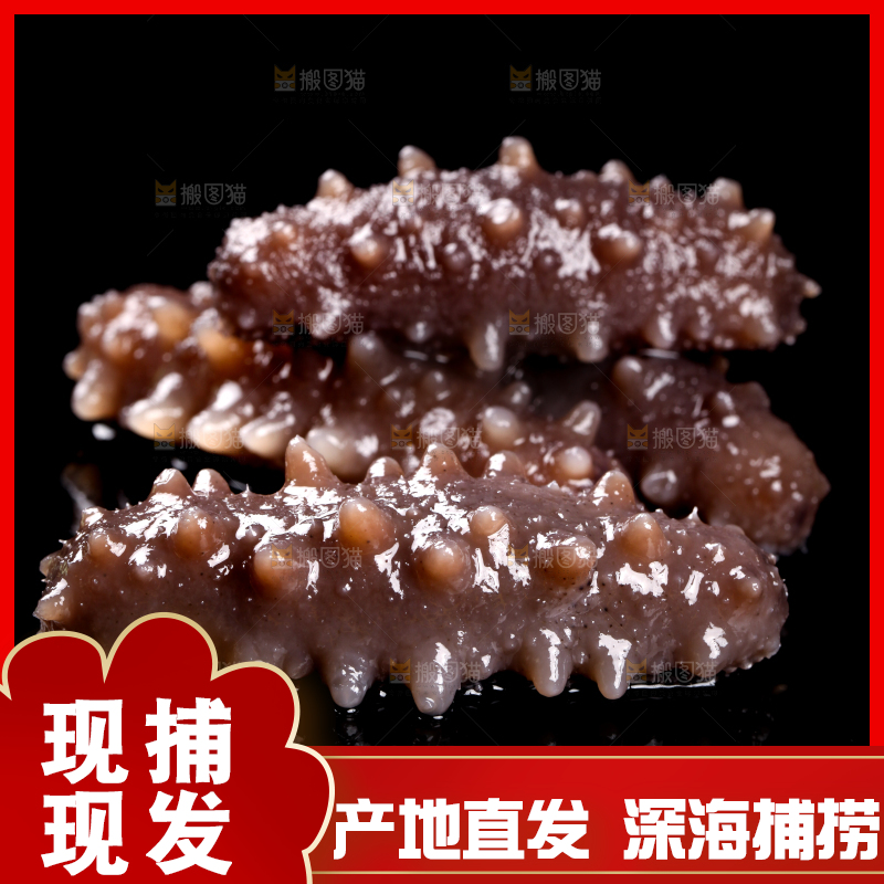 黑底上的刺参
