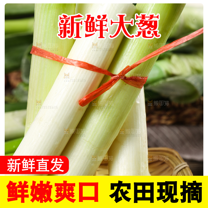 木底上的山东大葱