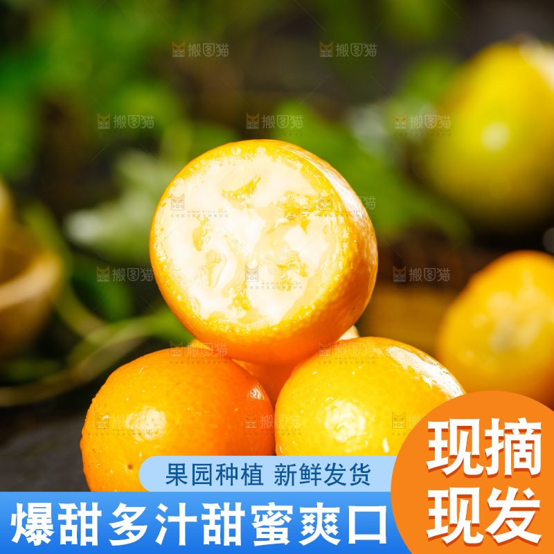 黑底上放着小金桔