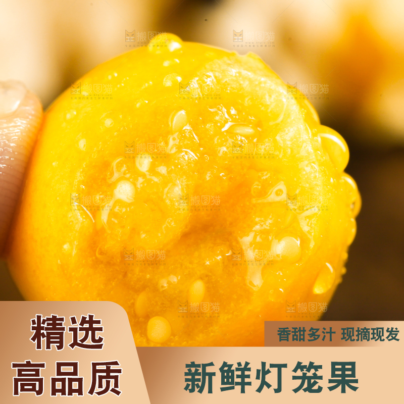 手里拿着菇娘果