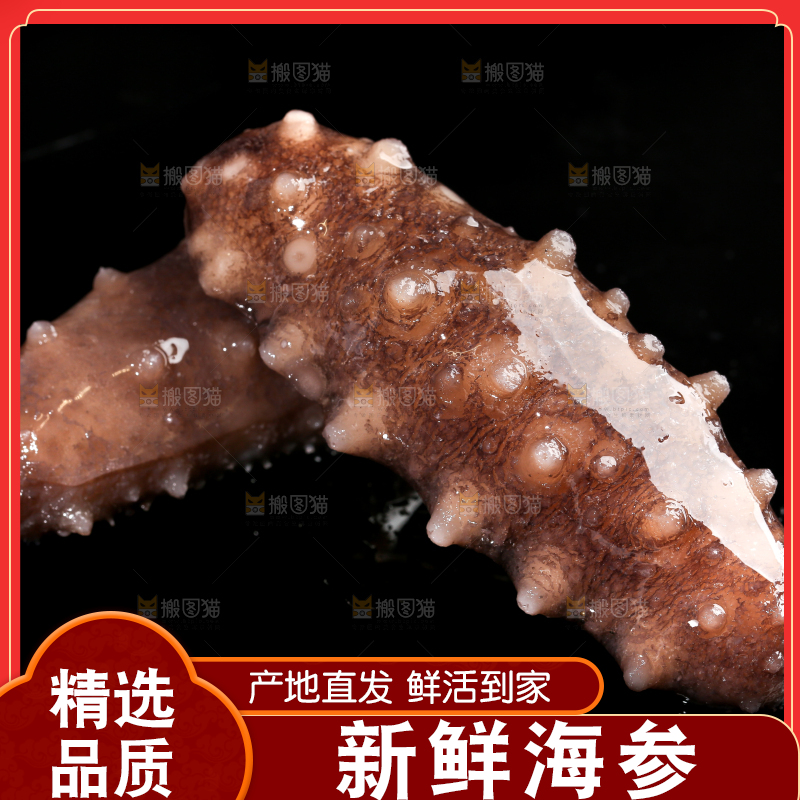 黑底上的海参