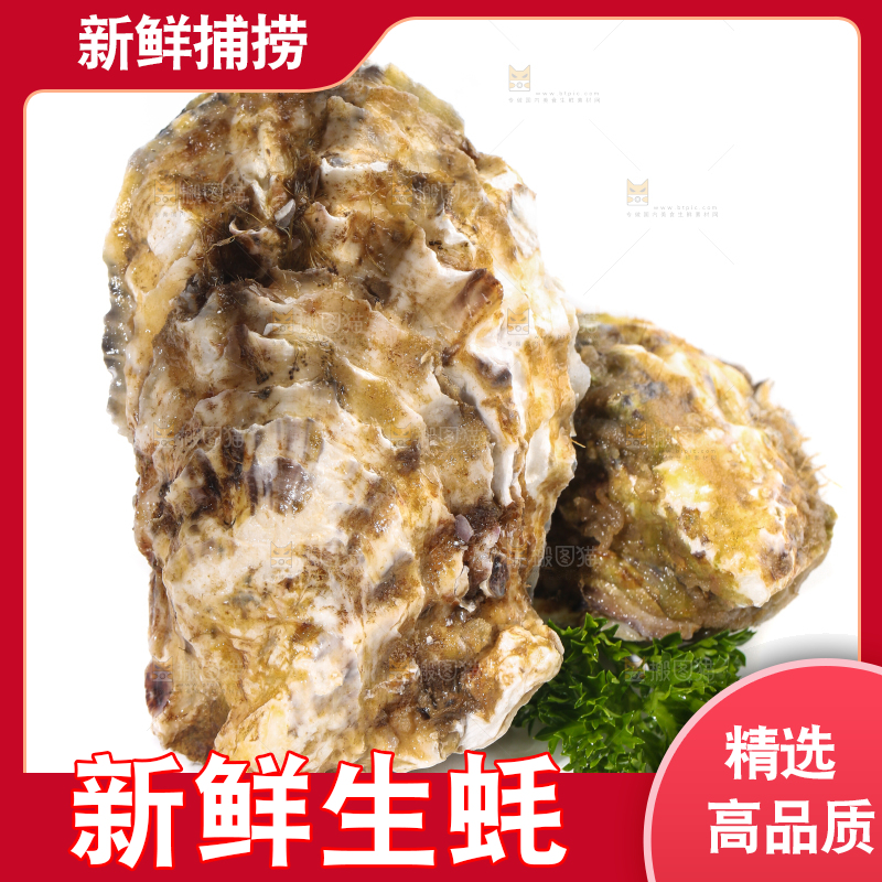 白底上的生蚝