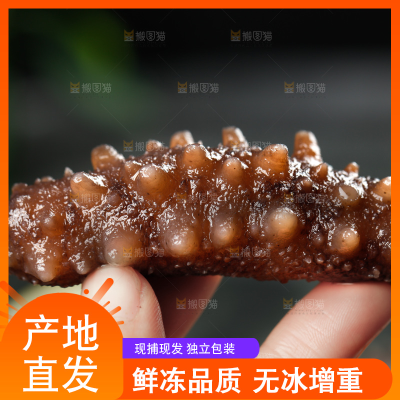 手拿刺参