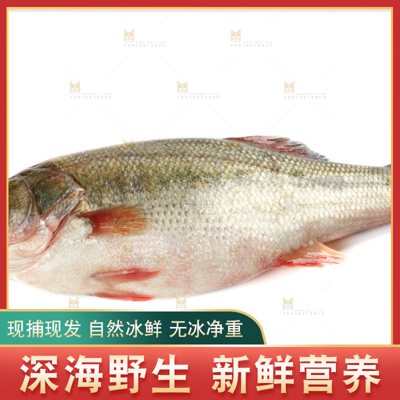 白底上放着一条鲈鱼