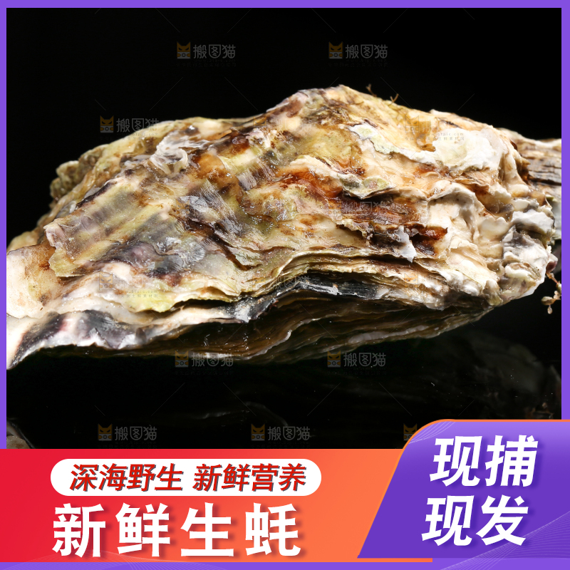 黑底上的生蚝