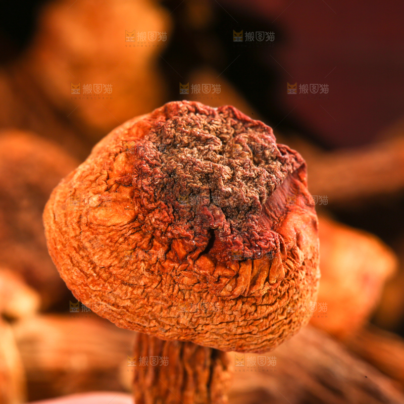 箱子里的姬松茸