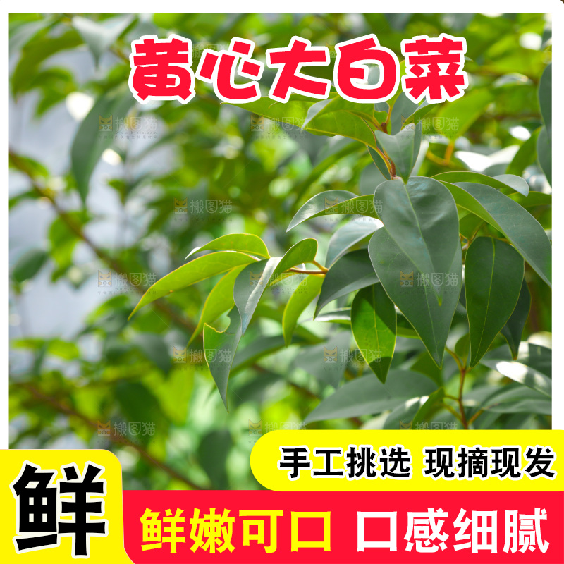 树枝上的叶子