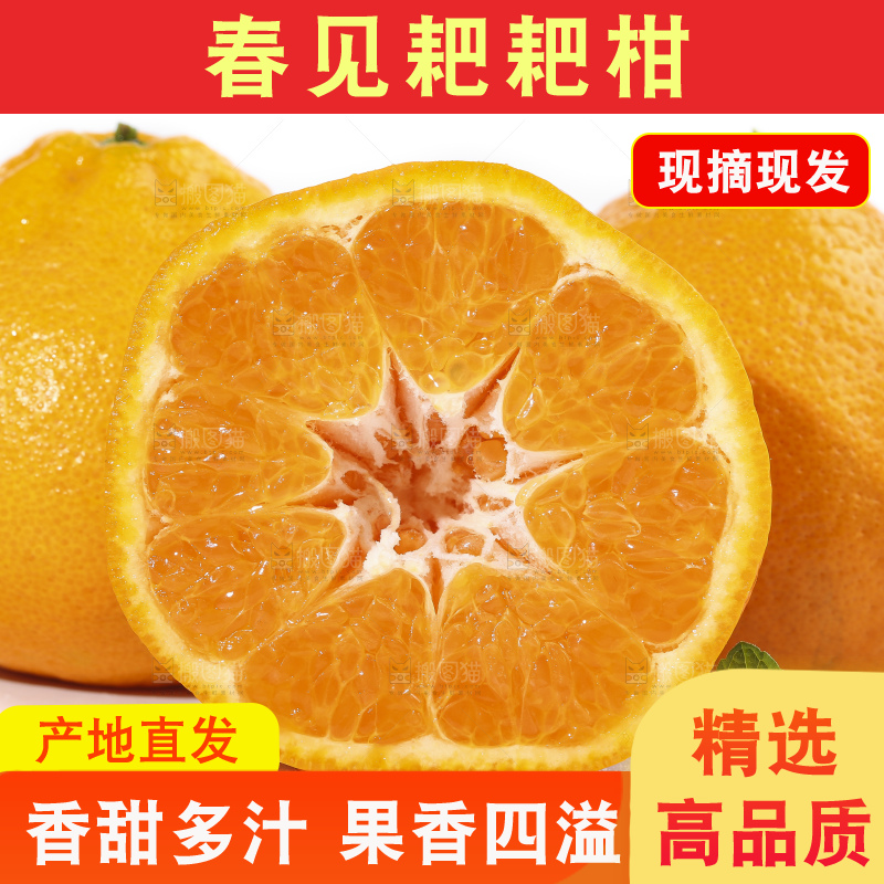切开的四川耙耙柑放在白底上