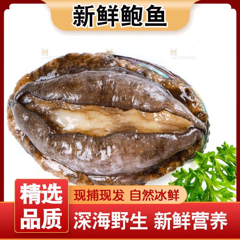白底上的鲍鱼