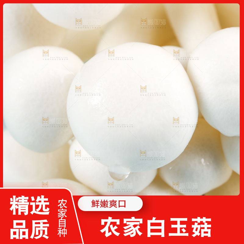 蓝底上的白玉菇