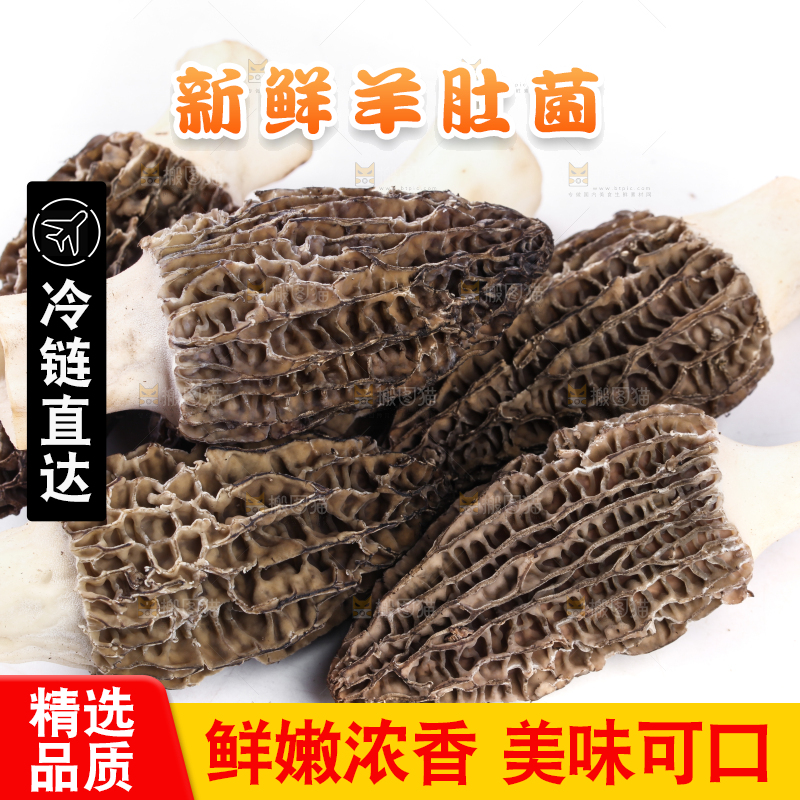 白底上摆放着羊肚菌