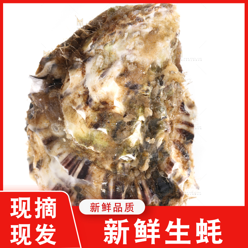 白底上的生蚝