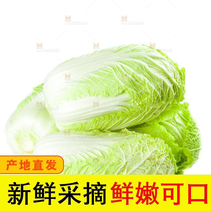 白底上的新鲜大白菜