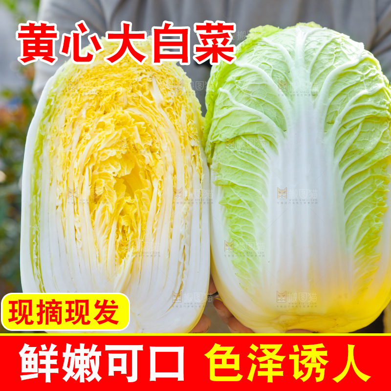 农民手拿黄心大白菜
