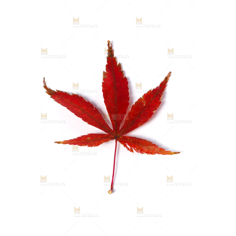 白底上的树叶