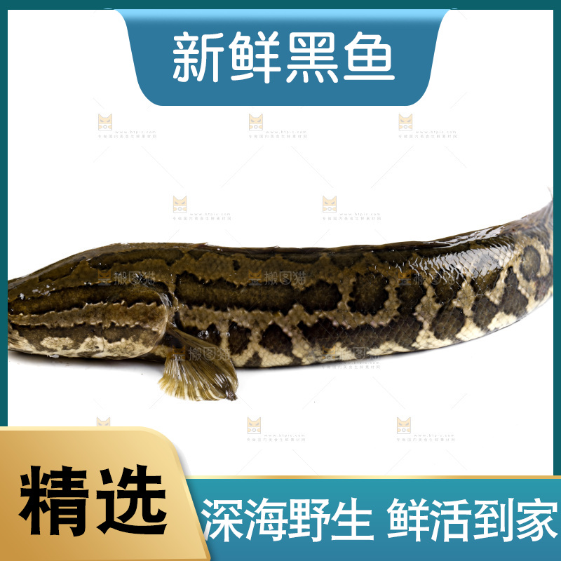 白底上放着 一条活黑鱼