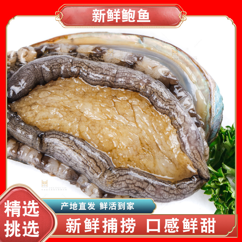 白底上的大鲍鱼