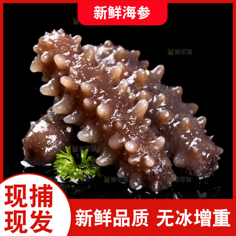 黑底上的刺参