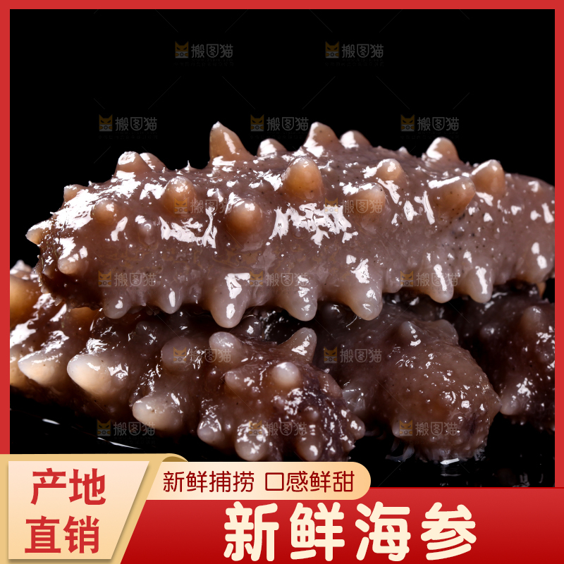 黑底上的刺参