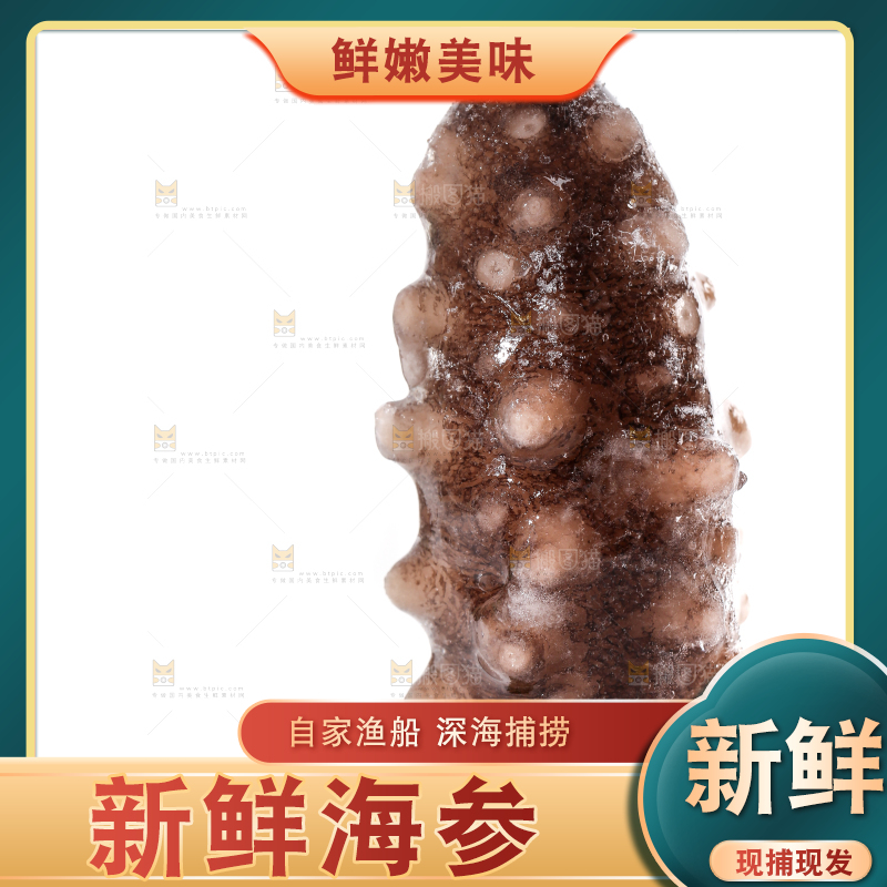 白底上的海参