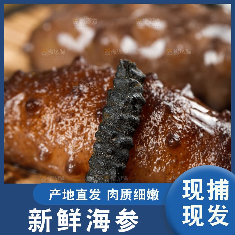 木底上的海参