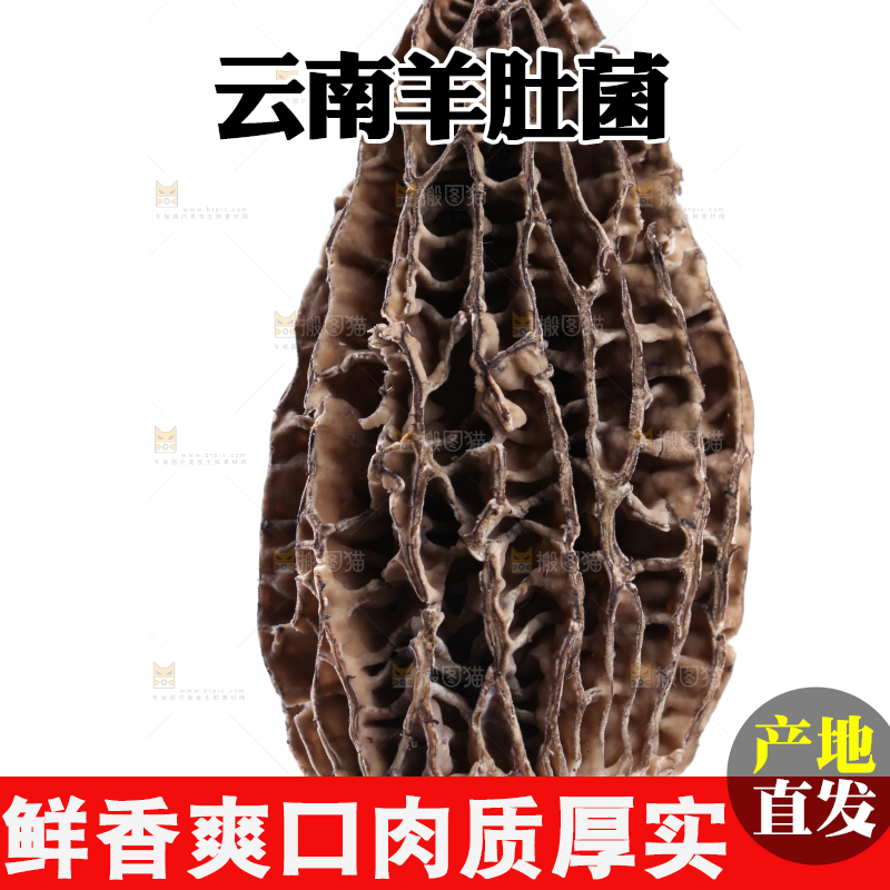 手里拿着羊肚菇