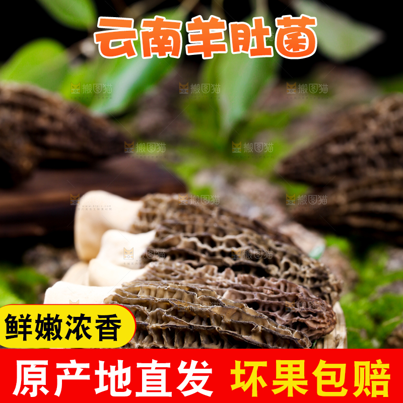 篮子里放着羊肚菌