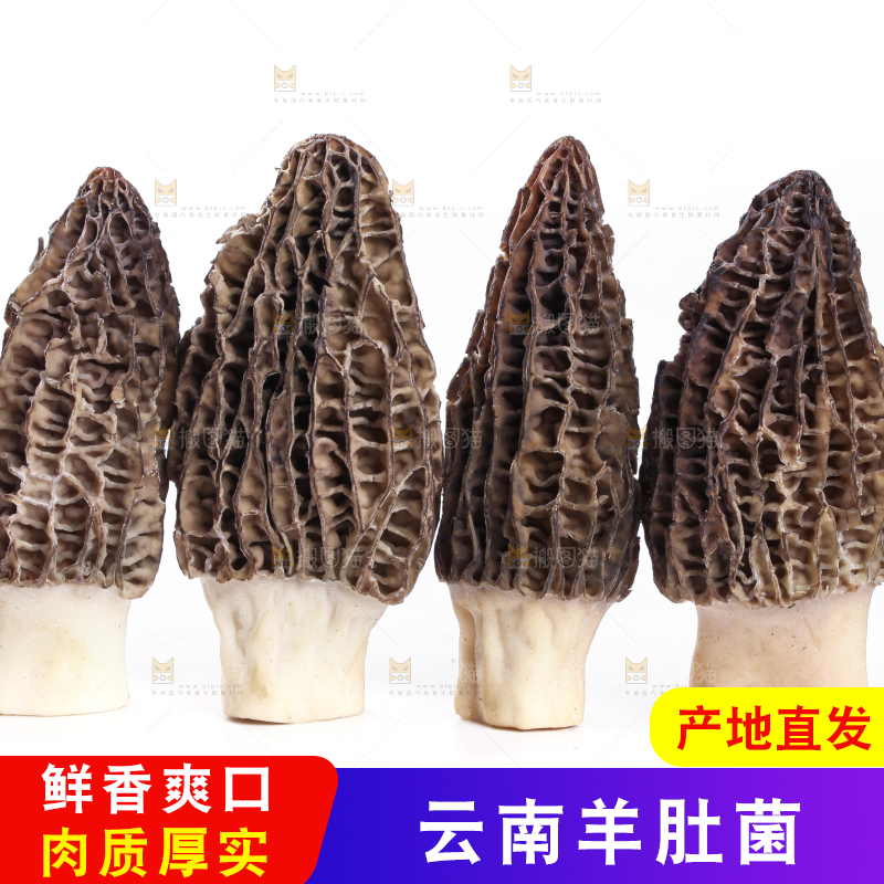 白底上摆放着羊肚菌