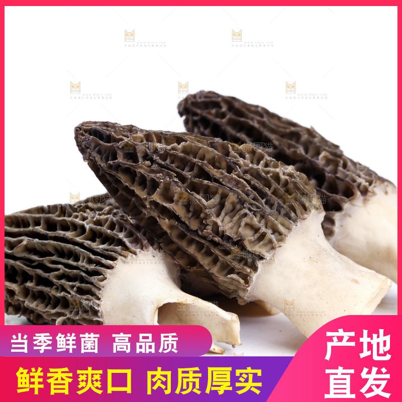 白底上摆放着羊肚菌